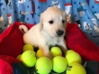 AKC Reg Golden Retriever Puppies